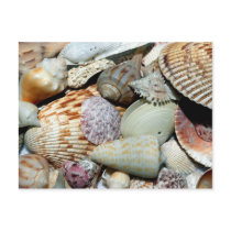seashells postcard