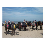 seaside donkeys post cards
