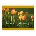 Season´s Greetings postcard