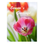 Season`s Greetings postcard