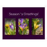 Season´s Greetings postcard