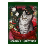Season's  Greetings - kitten christmas card cards