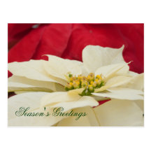 Season's Greetings Post Card