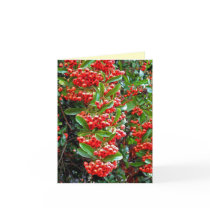 Season's Greetings Rowan Berry/Tree - Y Cards