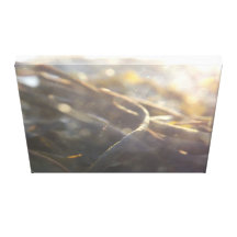 Seaweed and Sun on Canvas Canvas Print
