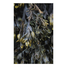 Seaweed. Customized Stationery