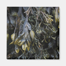 Seaweed. Fridge Magnet