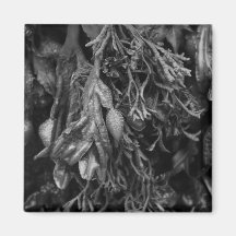 Seaweed in Black and White. Refrigerator Magnet