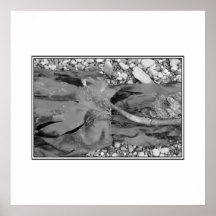 Seaweed on Pebbles. Print