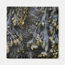 Seaweed Picture. Fridge Magnets