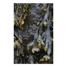 Seaweed Picture. Stationery