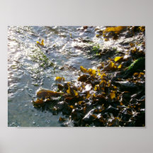 =-=-=-seaweed=-=-= poster