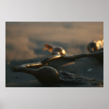 seaweed posters