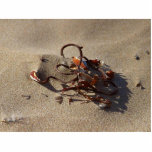 Seaweed Sand Beaches Photo Cut Outs