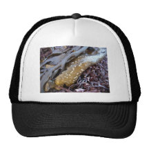 Seaweeds 1 trucker hats