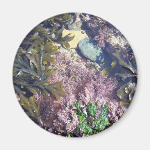 Seaweeds in a pool magnets
