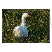 Sebastopol Goose Card