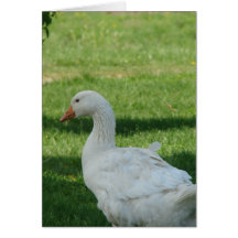 Sebastopol Goose Cards