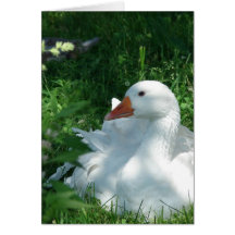 Sebastopol Goose Greeting Card