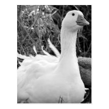 Sebastopol Goose Post Card