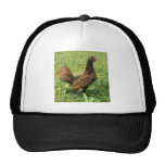 Sebright Rooster Hat