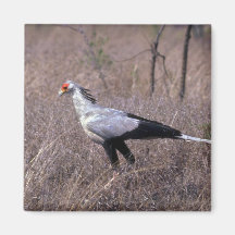Secretary Bird Magnets