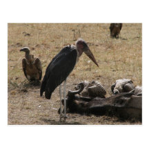 secretary bird postcards