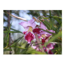 Sedona Flowers Postcard