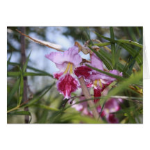 Sedona Willow Card