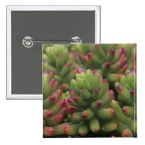 Sedum plant, Arizona-Sonora Desert Museum, buttons