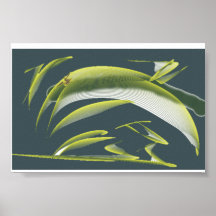 see fish poster