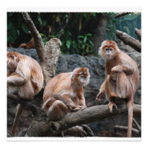 See No Evil, Hear No Evil, Do No Evil Announcements