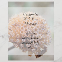 Seed Head - Bee Balm Flyer