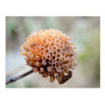 Seed Head - Bee Balm Post Card