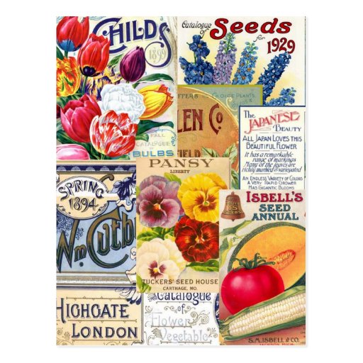 Seed Packets Postcard