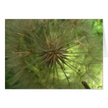 Seed Pod Cards