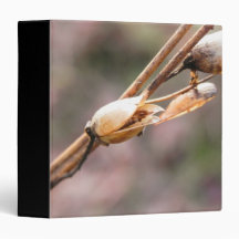 Seed Pod - Nicotiana Binder