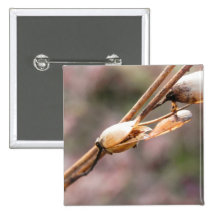 Seed Pod - Nicotiana Button