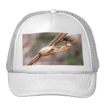 Seed Pod - Nicotiana Mesh Hats