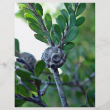 Seed pod on stem of bush flyers
