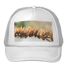 Seed Pods - Butterfly Bush Trucker Hat