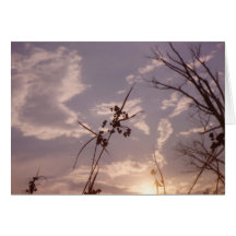 Seeds in Early Evening Greeting Card