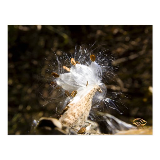 Seeds Ready to Fly Vermont Post Cards
