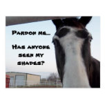 Seen My Shades? Postcard