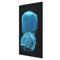 Selenite form of Gypsum, a fluorescent mineral pho Stretched Canvas Print