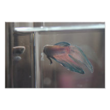 Self-reflection Photographic Print