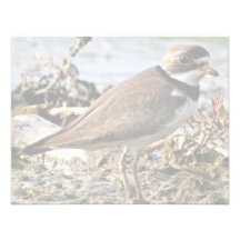 Semipalmated Plover Custom Invites