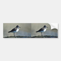 Semipalmated Sandpiper Bumper Sticker