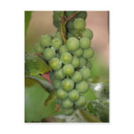 Seneca Grapes Postcards