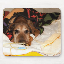 senior dog in the intensive care unit with a mousepads
